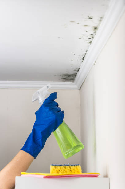 Trusted Westville, IN Mold Remediation Experts